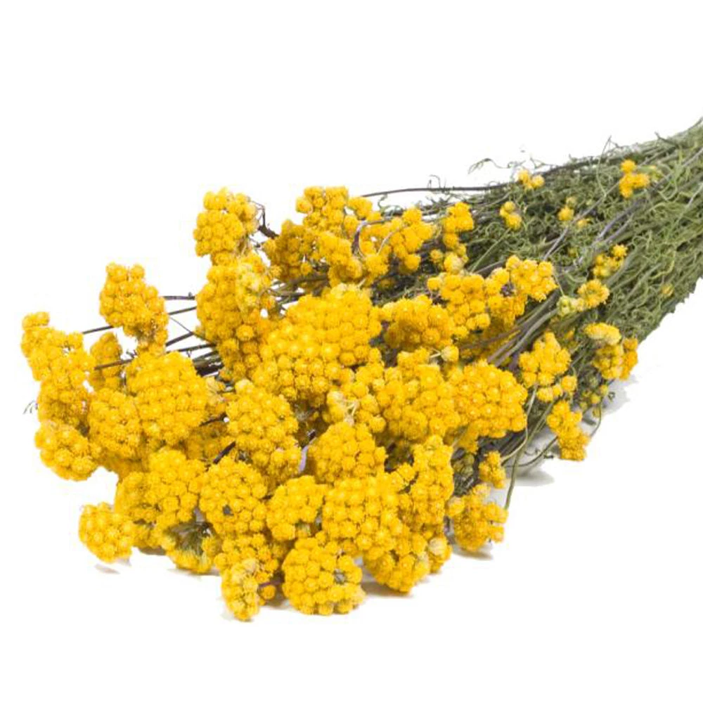 Atlas Flowers Dried Natural Yellow Lona Flowers Dried Flowers 4 Atlas Flowers Dried Natural Yellow Lona Flowers Dried Flowers