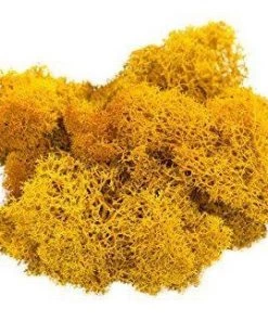 Atlas Flowers Dried Reindeer Moss