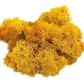 Atlas Flowers Dried Reindeer Moss 4 Atlas Flowers Dried Reindeer Moss