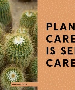 Bookspeed Hi Cacti - Growing Houseplants And Happiness