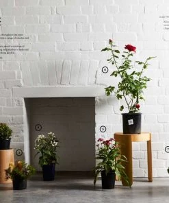 Bookspeed Green-Plants For Small Spaces Indoors And Out Plant Accessories & Care