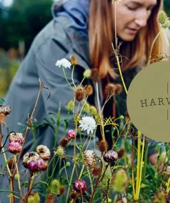 Bookspeed Dried Flowers Everlastings Dried Flower Book By Bex Partridge