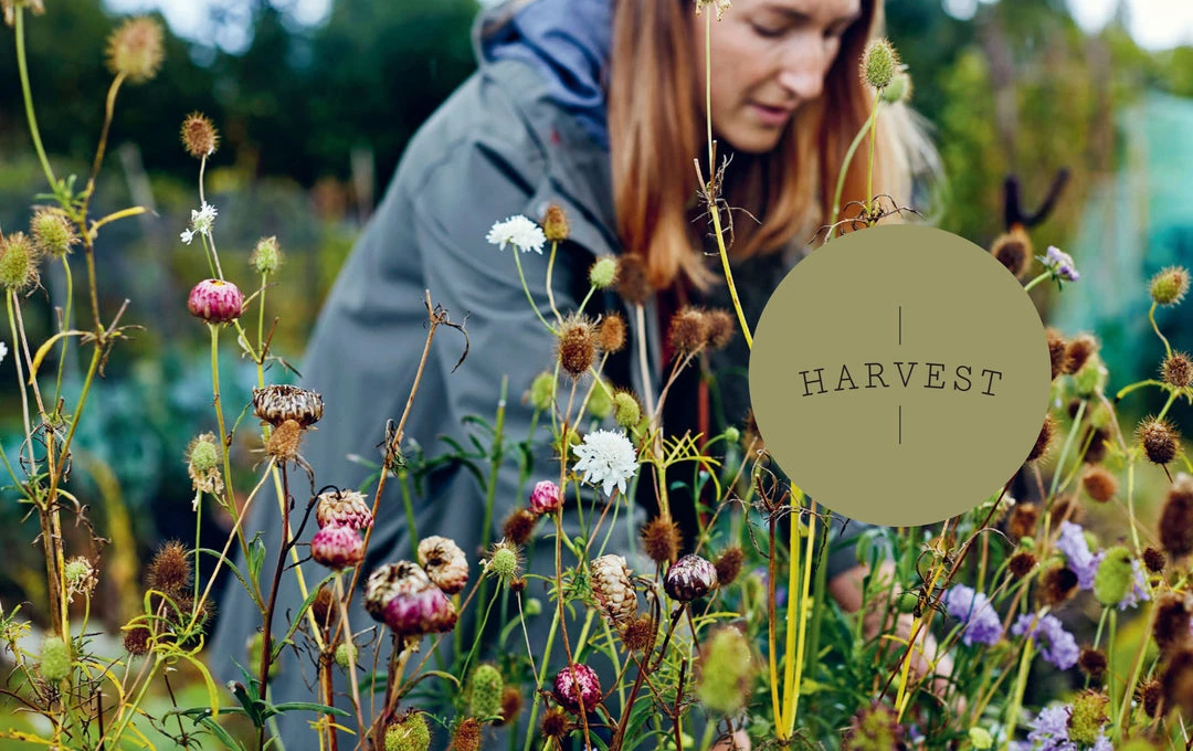 Bookspeed Dried Flowers Everlastings Dried Flower Book By Bex Partridge 4 Bookspeed Dried Flowers Everlastings Dried Flower Book By Bex Partridge