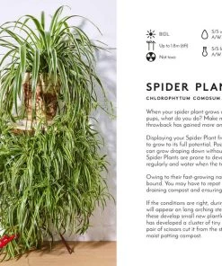 Bookspeed The Little Book Of Big Plants