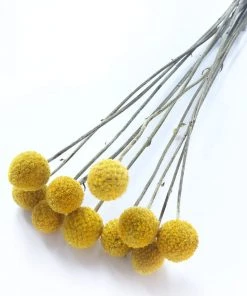 Atlas Flowers Dried Craspedia ' Billy Buttons'