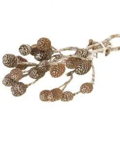 Atlas Flowers Muirii Natural Cones