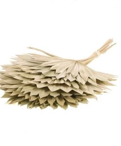 Atlas Flowers Natural Dried Fan Palm Leaves Dried Flowers 8 Atlas Flowers Natural Dried Fan Palm Leaves Dried Flowers