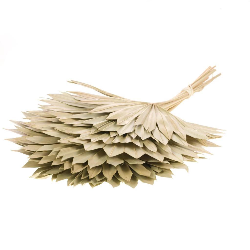 Atlas Flowers Natural Dried Fan Palm Leaves Dried Flowers 5 Atlas Flowers Natural Dried Fan Palm Leaves Dried Flowers