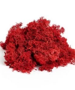 Atlas Flowers Dried Reindeer Moss