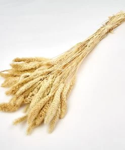 Atlas Flowers Dried Ecru Setaria Pendula Grass Dried Flowers