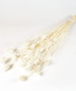 Atlas Flowers Dried Bleached Fennel Dried Flowers