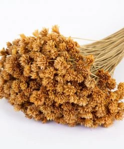 Atlas Flowers Dried Natural Tres Quinas Dried Flowers