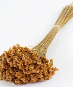 Atlas Flowers Dried Natural Tres Quinas Dried Flowers