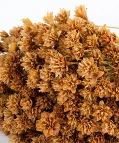 Atlas Flowers Dried Natural Tres Quinas Dried Flowers