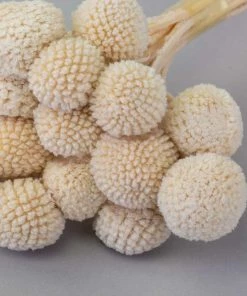 Atlas Flowers Dried Craspedia ' Billy Buttons'