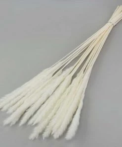 Atlas Flowers Miscanthus Floridulus Grass Dried Flowers