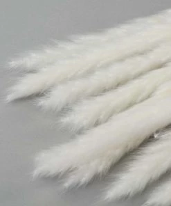 Atlas Flowers Miscanthus Floridulus Grass Dried Flowers