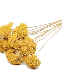 Atlas Flowers Dried Yellow Achillea Parker Flowers