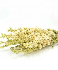 Atlas Flowers Dried Blue Delphinium Flowers Dried Flowers