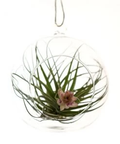 Ted Langley Glass Hanging Terrarium-12cm