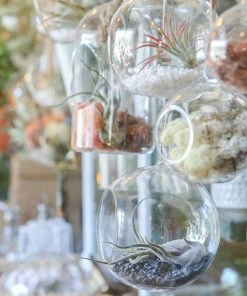 Ted Langley Glass Hanging Terrarium-12cm