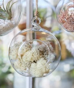 Ted Langley Glass Hanging Terrarium-12cm