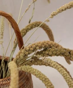 Atlas Flowers Dried Green Setaria Italica Dried Flowers