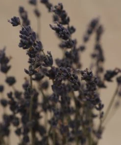 Atlas Flowers Dried Lavender Dried Flowers