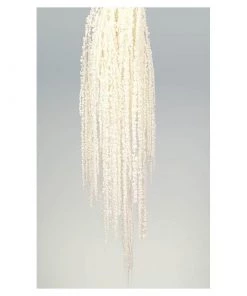 Flourish Trading White Amaranthus Caudatus