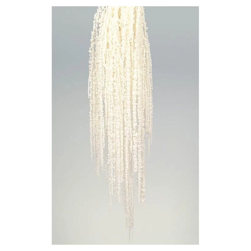 Flourish Trading White Amaranthus Caudatus 3 Flourish Trading White Amaranthus Caudatus
