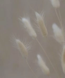 Atlas Flowers Dried White Lagurus