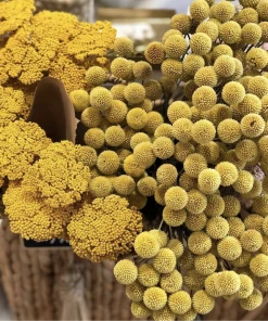 Atlas Flowers Dried Craspedia ' Billy Buttons'