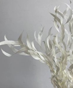 Atlas Flowers Preserved Bleached Eucalyptus Nicholii Foliage Dried Flowers