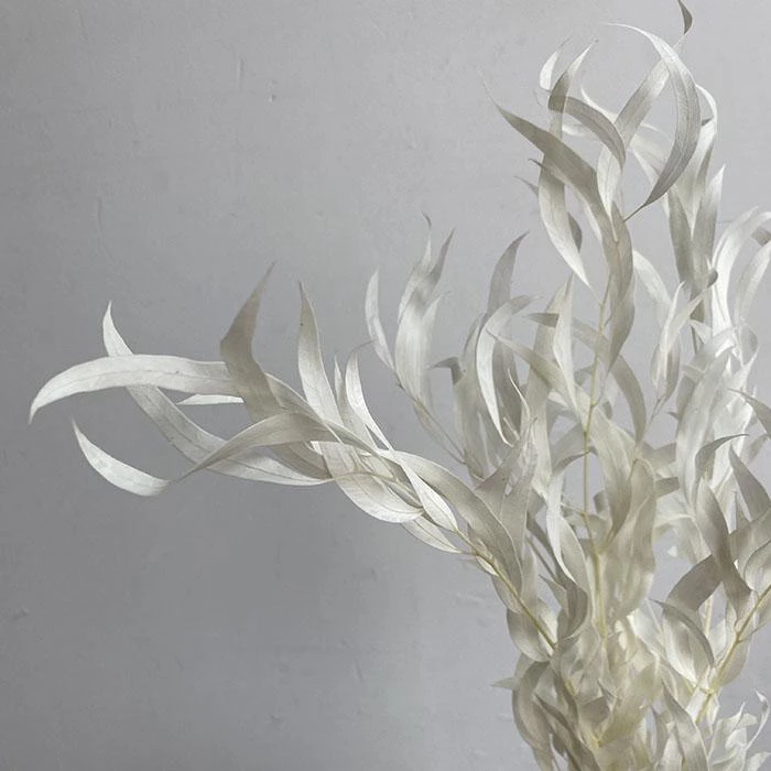 Atlas Flowers Preserved Bleached Eucalyptus Nicholii Foliage Dried Flowers 3 Atlas Flowers Preserved Bleached Eucalyptus Nicholii Foliage Dried Flowers