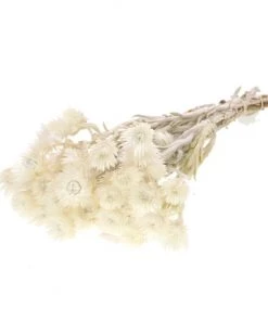 Atlas Flowers Dried White Helichrysum Vestitum Dried Flowers