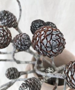 Atlas Flowers Muirii Natural Cones