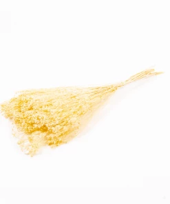 Atlas Flowers Dried Flowers Dried Broom Bloom (Various Colours)