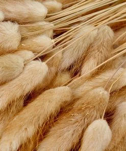 Atlas Flowers Dried Natural Lagurus Dried Flowers