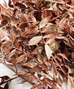 Atlas Flowers Preserved Bleached White Or Copper Ruscus Dried Flowers 12 Atlas Flowers Preserved Bleached White Or Copper Ruscus Dried Flowers