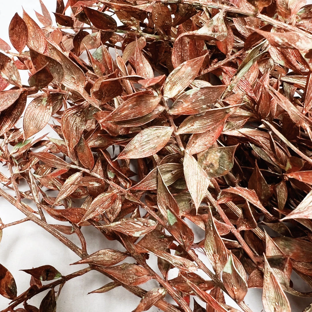 Atlas Flowers Preserved Bleached White Or Copper Ruscus Dried Flowers 7 Atlas Flowers Preserved Bleached White Or Copper Ruscus Dried Flowers