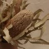Second Flor Dried Banksia Hookerana
