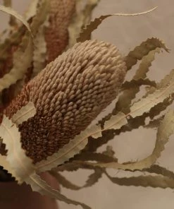 Second Flor Dried Banksia Hookerana