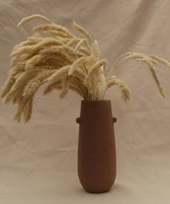 Atlas Flowers Dried Ecru Setaria Pendula Grass Dried Flowers