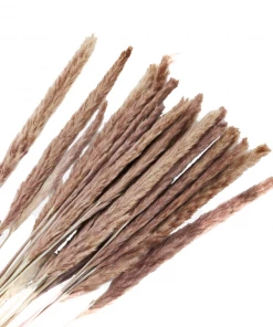 Atlas Flowers Miscanthus Floridulus Grass Dried Flowers
