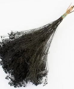 Atlas Flowers Dried Flowers Dried Broom Bloom (Various Colours)