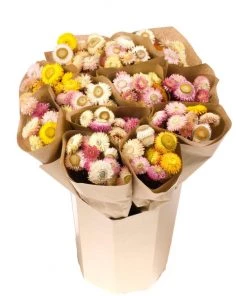 Atlas Flowers Dried Flowers Dried Helichrysums Mixed Colours