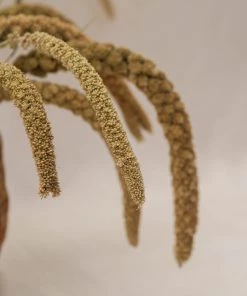 Atlas Flowers Dried Green Setaria Italica Dried Flowers