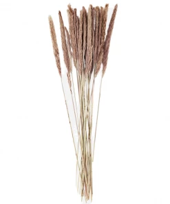 Atlas Flowers Miscanthus Floridulus Grass Dried Flowers