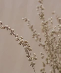 Atlas Flowers Dried Briza Maxima Grass