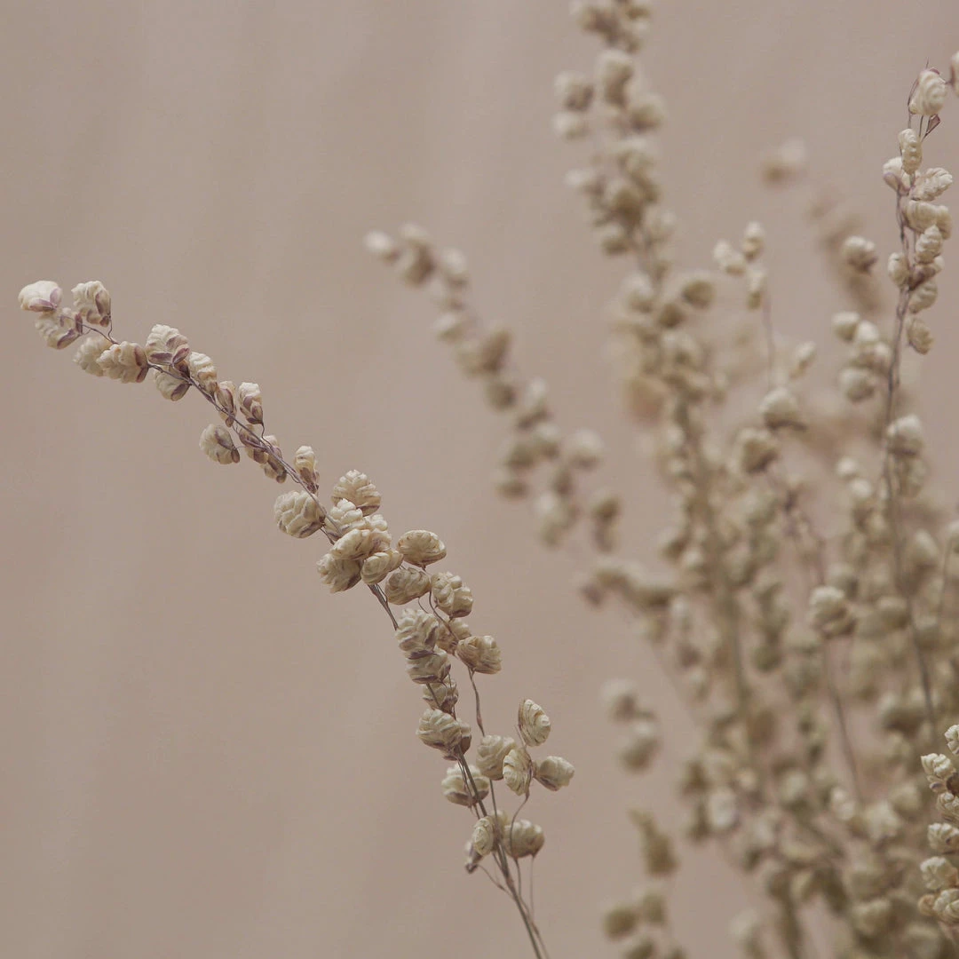 Atlas Flowers Dried Briza Maxima Grass 3 Atlas Flowers Dried Briza Maxima Grass